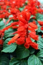 Red Salvia Splendens Royalty Free Stock Photo