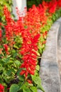 Red Salvia Splendens flower Royalty Free Stock Photo