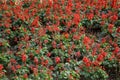 Red salvia splendens flower Royalty Free Stock Photo