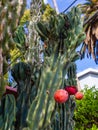 Red San Pedro cactus fruits