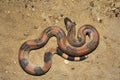 Red Sand boa, Eryx johnii, Juvenile, Jaisalmer, Rajasthan, India Royalty Free Stock Photo