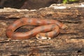 Red sand boa, Eryx johnii, Thane, Maharashtra, India