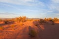 Red sand desert with bush in sunset light Royalty Free Stock Photo