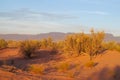 Red sand desert with bush in sunset light Royalty Free Stock Photo