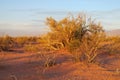Red sand desert with bush in sunset light Royalty Free Stock Photo