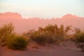 Red sand desert with bush in sunset light Royalty Free Stock Photo