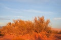 Red sand desert with bush in sunset light Royalty Free Stock Photo