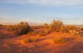 Red sand desert with bushes in sunset light Royalty Free Stock Photo