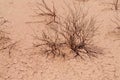 Red sand desert dead bush Royalty Free Stock Photo