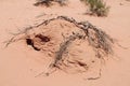 Red sand desert dead bush Royalty Free Stock Photo