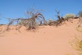 Red sand desert with dead bush Royalty Free Stock Photo