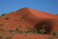 Red sand dune in the Kalahari Royalty Free Stock Photo