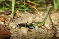 Red Sand Grasshopper (Sphingonotus caerulans)