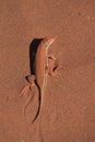 Red sand lizard Royalty Free Stock Photo