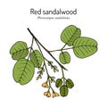 Red sandalwood Pterocarpus santalinus, medicinal plant