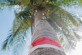 Red Santa`s hat hanging on palm tree at the tropical beach. Christmas in tropical climate concept Royalty Free Stock Photo