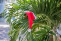 Red Santa`s hat hanging on palm tree at the tropical beach. Christmas in tropical climate concept Royalty Free Stock Photo