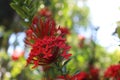 Red Santan Flower