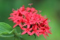 Red Santan Flower