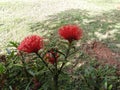 Red santan flower