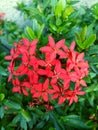 Red santan flower Royalty Free Stock Photo