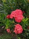 Red Santan flowers bloom.