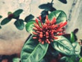 The red Santan flowers are ready to bloom. Royalty Free Stock Photo