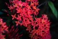 Red Santan Plant Royalty Free Stock Photo