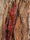 Red sap running down tree