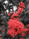 Red Saraca Asoca Flower