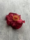 Red Sasanqua camellia flower on wood surface