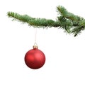 Red satin glass ball hanging on christmas branch Royalty Free Stock Photo