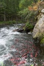 Red saukeye salmon swimming upstream