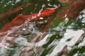Red Saukeye salmon swimming upstream