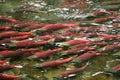 Red saukeye salmon on their annual spawning run