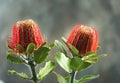 Red Scarlet Banksia, Australia native flowers on blur background Royalty Free Stock Photo