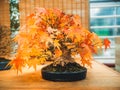Red scarlet bonsai maple tree acer palmatum bonsai tree of trident maple in autumn Royalty Free Stock Photo