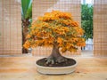 Red scarlet bonsai maple tree acer palmatum bonsai tree of trident maple in autumn shishigashira mapple bonsai. Royalty Free Stock Photo