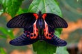 Red scarlet butterfly couple mating, tropical insect specie from the philippines, Asia Royalty Free Stock Photo