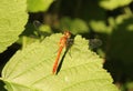 A red dragonfly closeup at a green leaf closeup in springtime Royalty Free Stock Photo