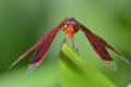 Red scarlet dragonfly resting on a green leaf Royalty Free Stock Photo