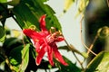 Red scarlet flame passionflower vine Royalty Free Stock Photo