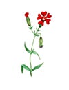 Red Scarlet Flower with green stem Royalty Free Stock Photo