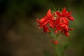Red Scarlet Gilia Wildflower Blossoms with Copy Space