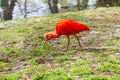 Red Scarlet Ibis, Eudocimus ruber close up Royalty Free Stock Photo