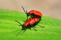 Red Scarlet Lily Beetle bug Lilioceris lilii leaf beetle Royalty Free Stock Photo