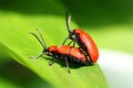 Red Scarlet Lily Beetle bug Lilioceris lilii leaf beetle Royalty Free Stock Photo