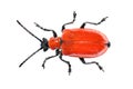 Red Scarlet Lily Beetle bug Lilioceris lilii leaf beetle