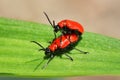 Red Scarlet Lily Beetle bug Lilioceris lilii leaf beetle