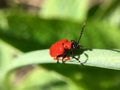 Red scarlet lily beetle laying  insect eggs Royalty Free Stock Photo